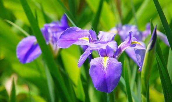 不同顏色的鳶尾花花語 不同顏色的鳶尾花花語