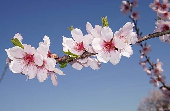 梅花 梅花