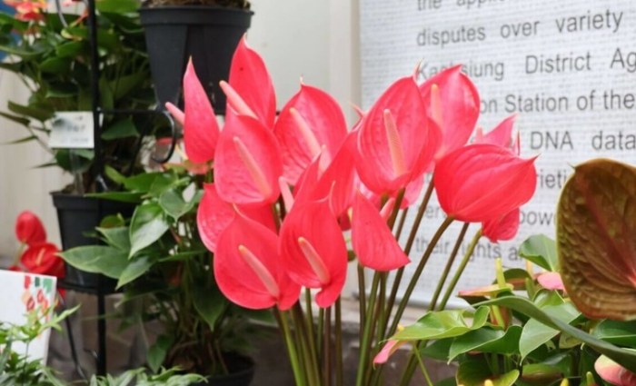 火鶴花花期 火鶴花花期