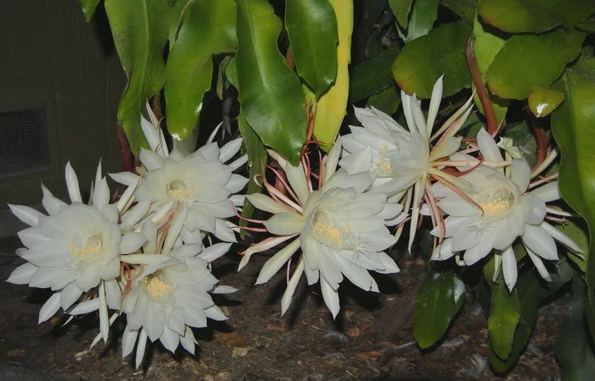 曇花種植