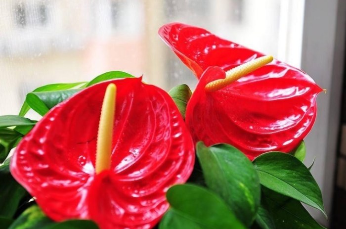 火鶴花花語 火鶴花花語
