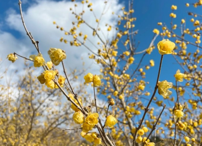 腊梅花语 腊梅花语