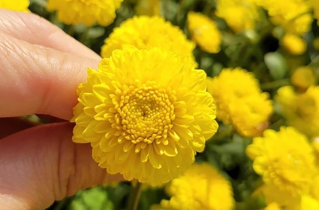 菊花功效 菊花功效