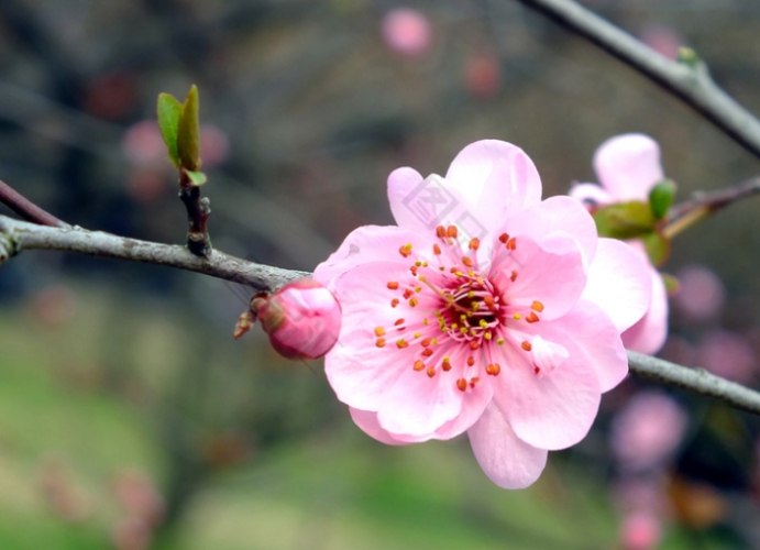梅花繁殖方法 梅花繁殖方法