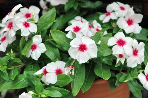 長春花 長春花