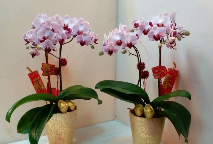蘭花花語 蘭花花語