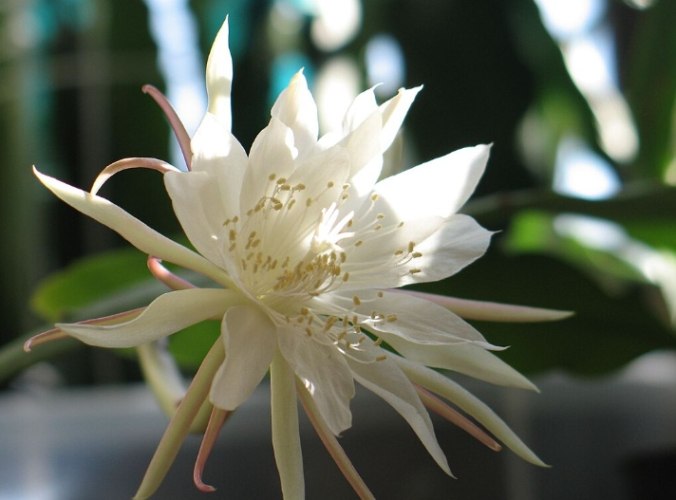 曇花 曇花