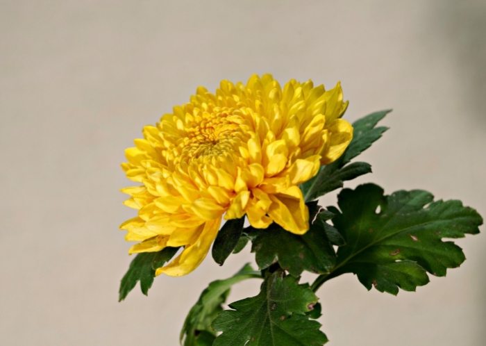 菊花種類 菊花種類