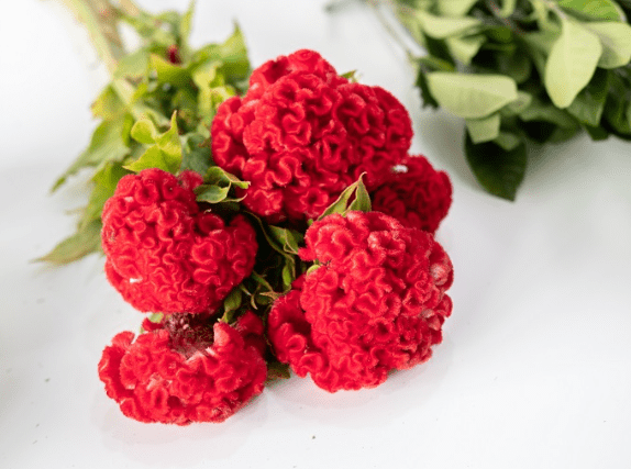 雞冠花