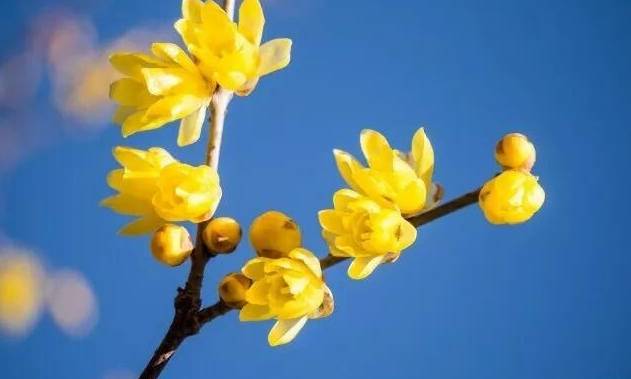 腊梅花语 腊梅花语