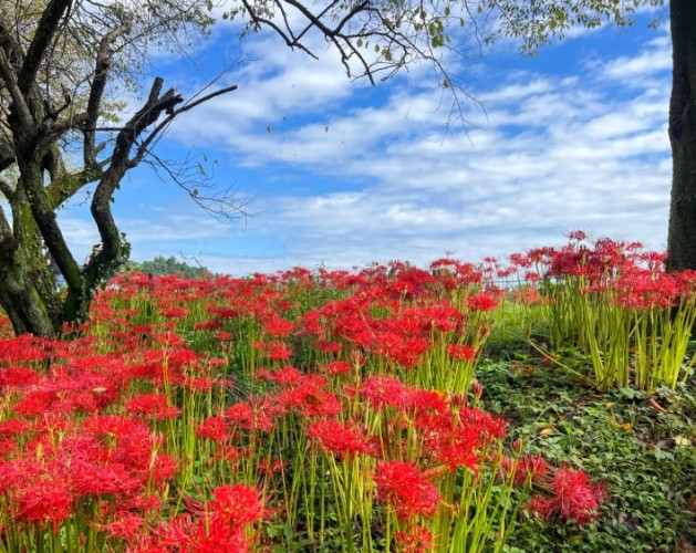 彼岸花