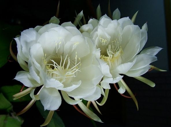曇花種植 曇花種植
