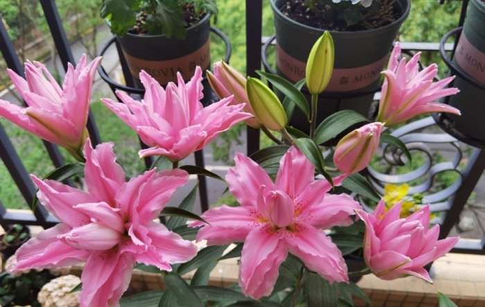 百合花種植方法 百合花種植方法