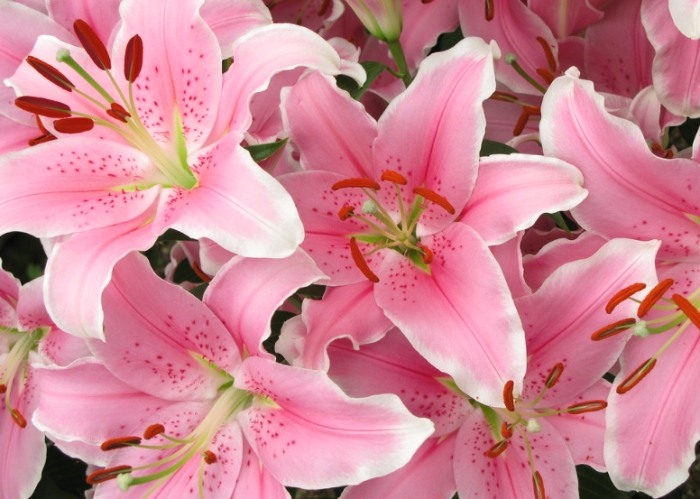 百合花花語的故事