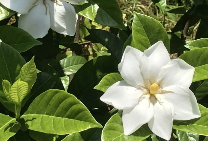 梔子花栽種方法 梔子花栽種方法