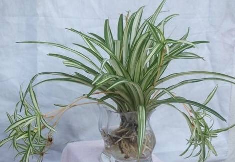 吊蘭種植方法