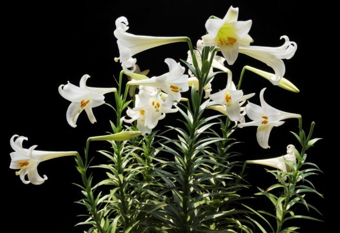 百合花怎麼照顧
