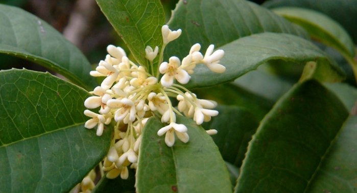 桂花種植季節 桂花種植季節