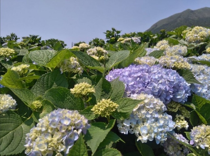 繡球花種植​