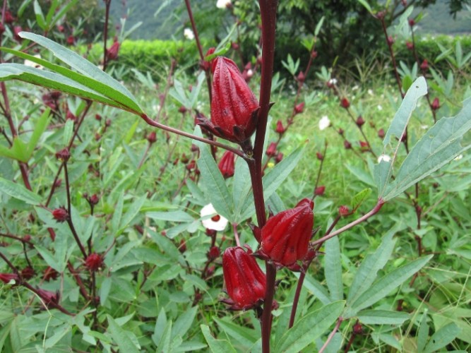 洛神花產地 洛神花產地