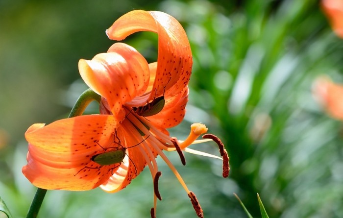 百合花種植方法
