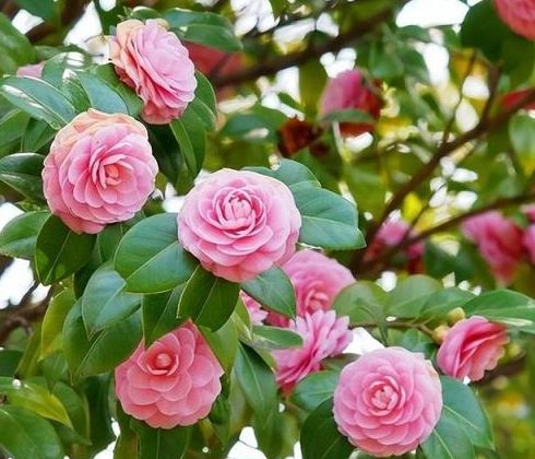 山茶花繁殖