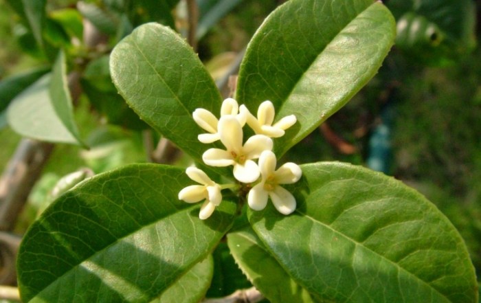 桂花種植季節 桂花種植季節