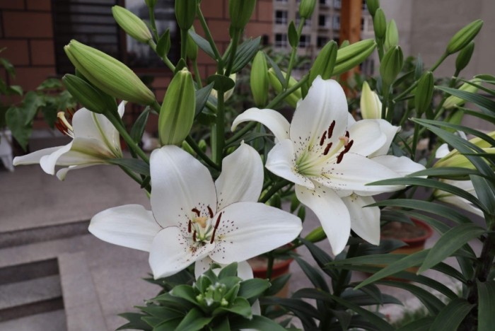 百合花種植 百合花種植
