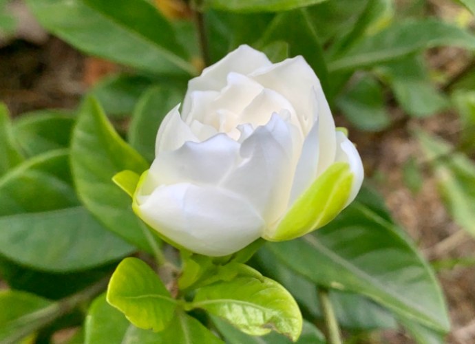 梔子花花語 梔子花花語