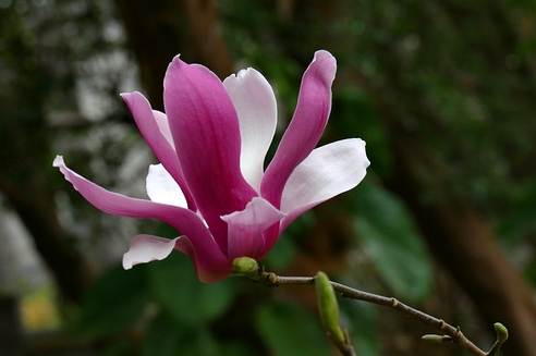 玉蘭花