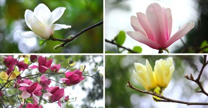 玉蘭花栽培方法