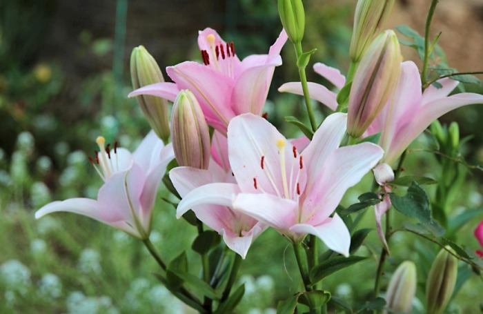 百合花怎麼照顧 百合花怎麼照顧