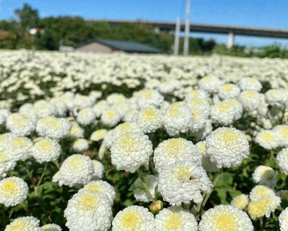 杭菊注意事項