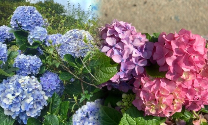 繡球花養護