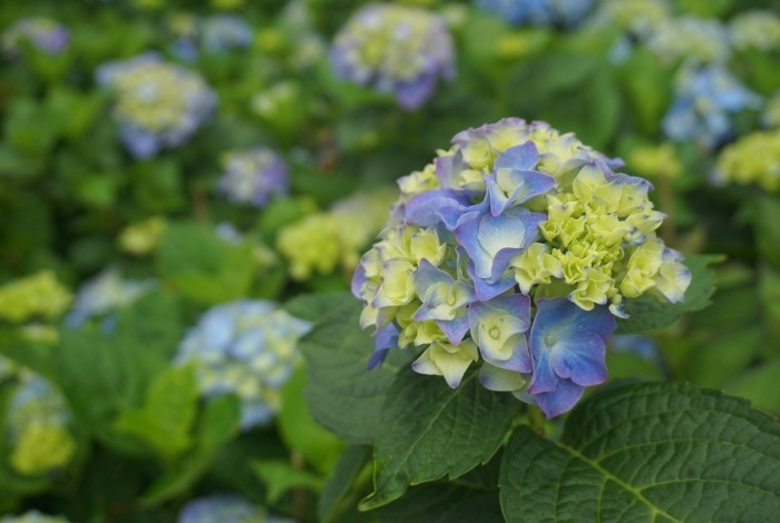 繡球花種植方法