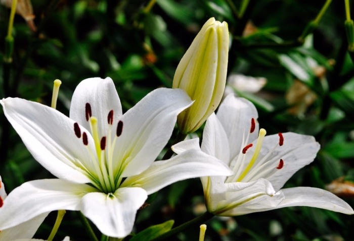 百合花種植時間