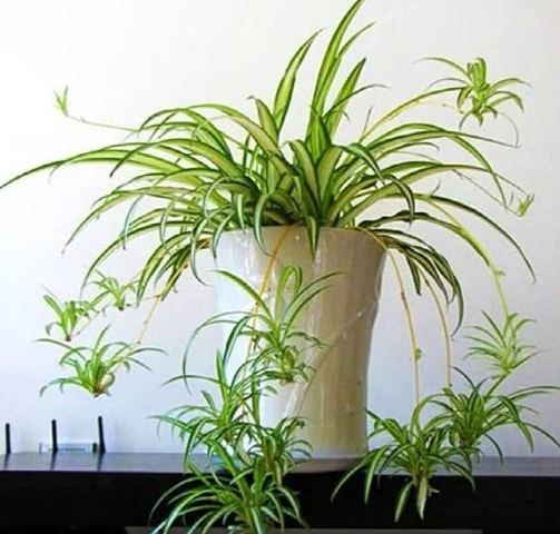 吊蘭種植