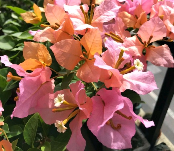 三角梅種植方法