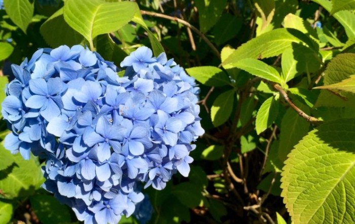 繡球花花語