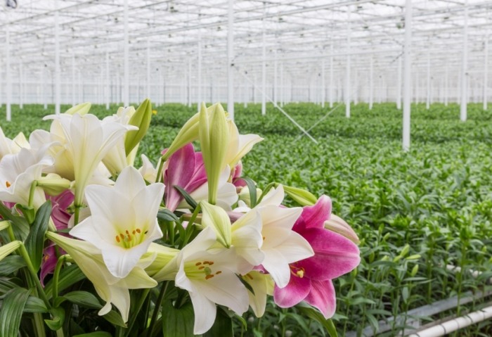 百合花種植方法