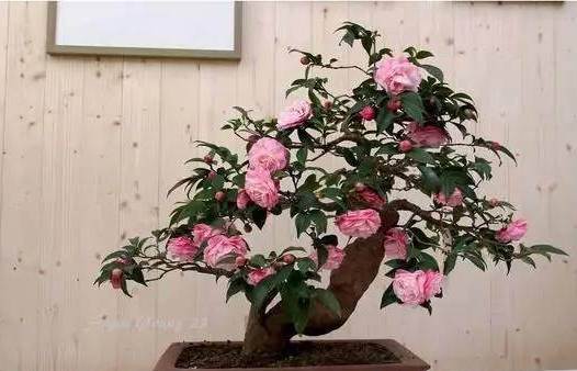 山茶花種植 山茶花種植