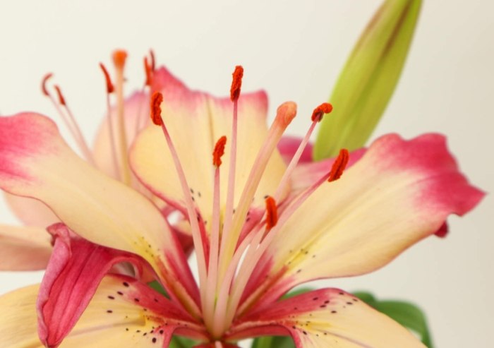 百合花怎麼照顧