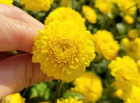 杭菊種植