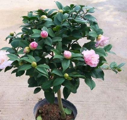 山茶花種植方法 山茶花種植方法
