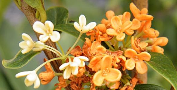 桂花種植 桂花種植