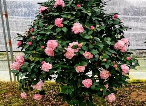 山茶花修剪 山茶花修剪
