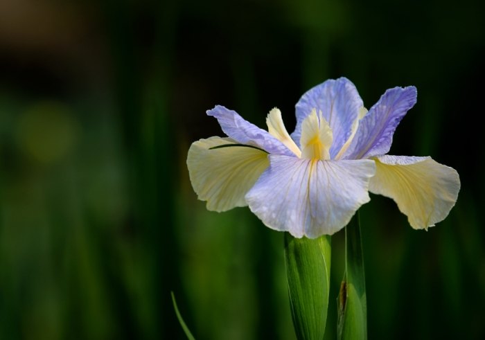 鳶尾花養護