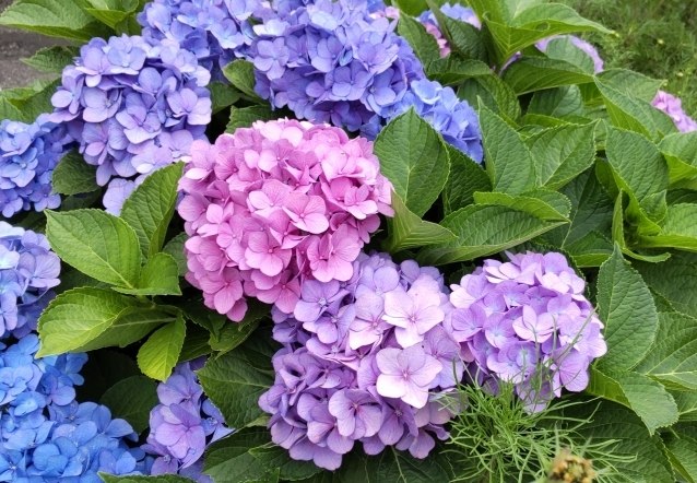 繡球花