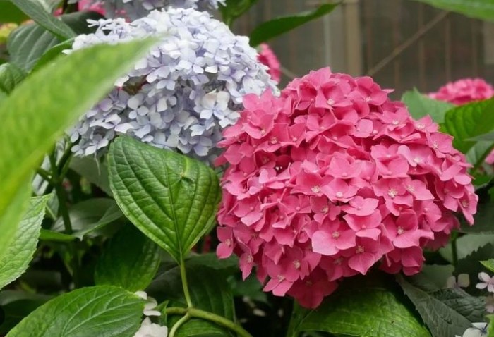 繡球花花語