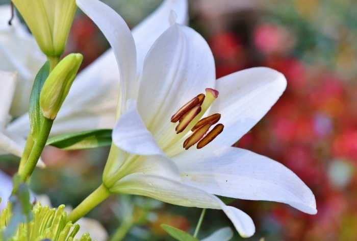 百合花花語